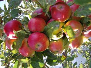 Foto: Äpfel am Baum